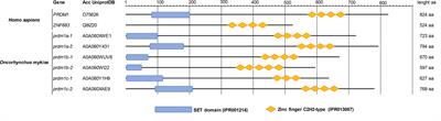 Insights Into the Evolution of the prdm1/Blimp1 Gene Family in Teleost Fish